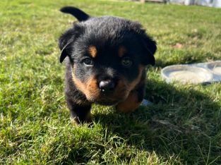 🐾 ROTTWEILER PUPPIES FOR SALE 🐾