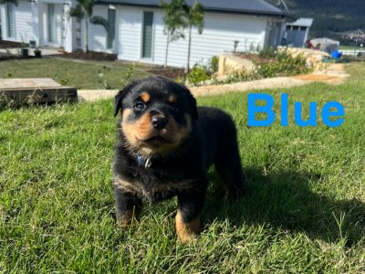 🐾 ROTTWEILER PUPPIES FOR SALE 🐾