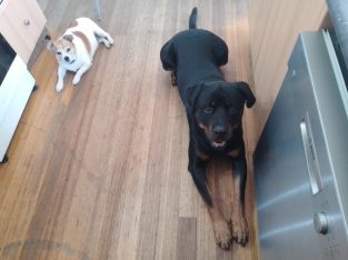 Otto, male Rottweiler