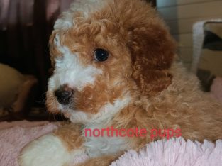 Toy Poodle puppies