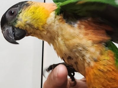 Black Headed Caiques