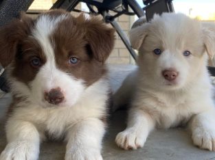 Border Collie Puppies