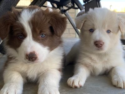 Border Collie Puppies