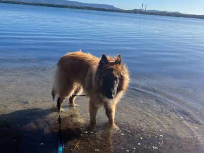 Male Belgian Shepherd