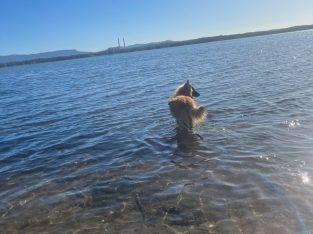Male Belgian Shepherd