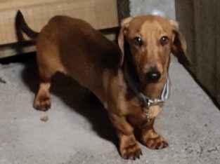Miniature Dachshund