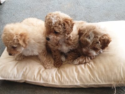 Shmoodle pups available now