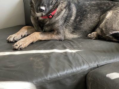 Purebred German shepherd