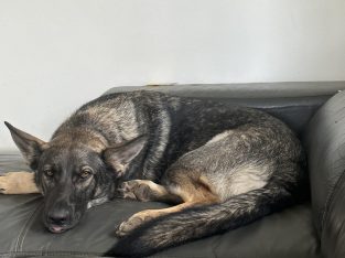 Purebred German shepherd