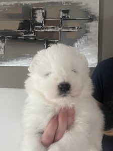 Samoyed Puppies ANKC Pedigreed and Health Tested