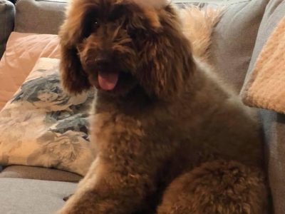 Pure Bred Chocolate Poodle Stud