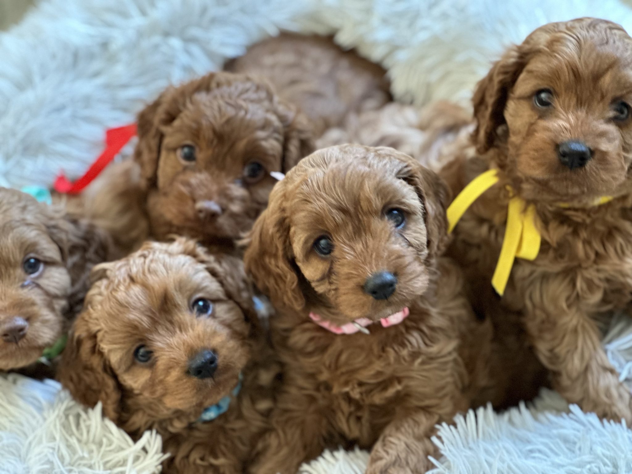 F1 Toy Cavoodles (Ruby)