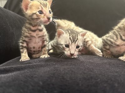 Bengal Kittens