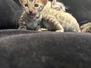 Bengal Kittens