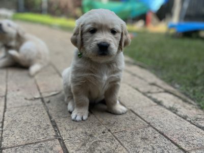 Golden Retriever Puppies