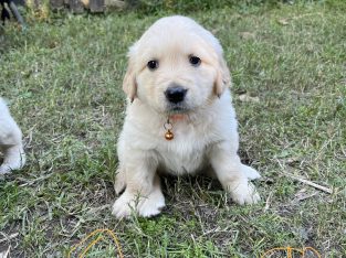 Golden Retriever Puppies