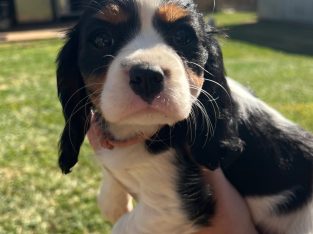 2 Purebred King Charles cavalier
