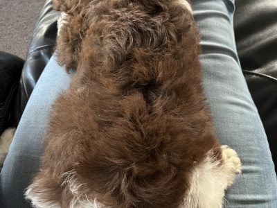 2 x boy Cavoodle pups