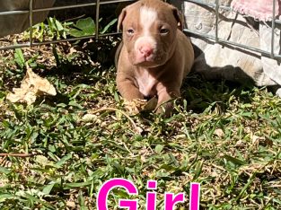 Cracking chocolate amstaff pups