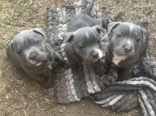 Purebred blue English Staffy puppies