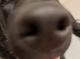 Lovely black Labrador seeking a Loving home!