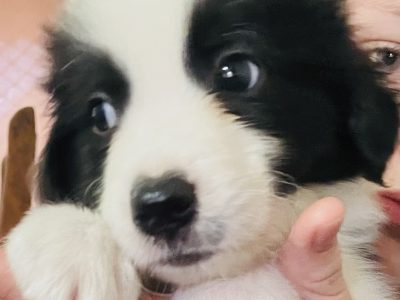 Border Collie puppies