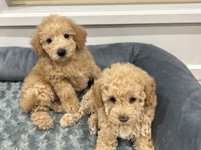 Gorgeous cavoodles for sale