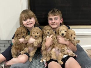 Gorgeous cavoodles for sale