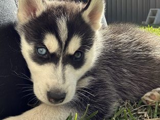 Purebred Husky puppies