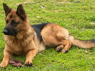 GERMAN SHEPHERD PUREBRED PUPPIES