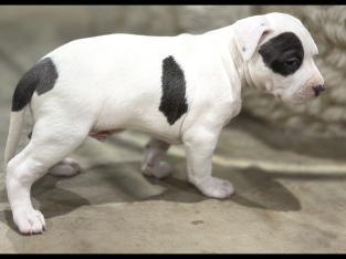 Purebred Amstaff puppies