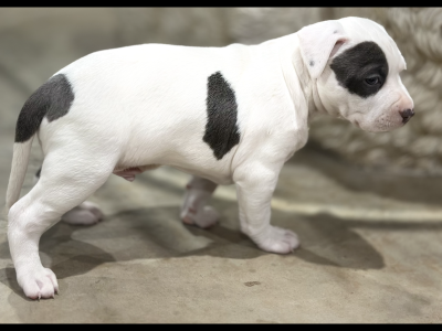 Purebred Amstaff puppies