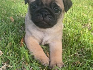 Purebred Pug puppies