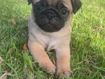 Purebred Pug puppies