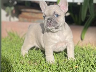 Pure Bred French Bulldog Puppies