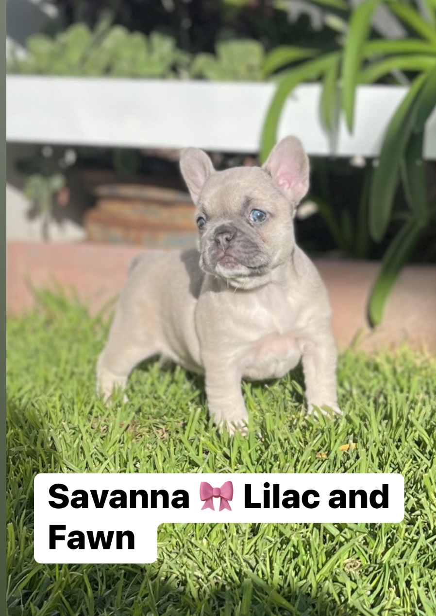 Pure Bred French Bulldog Puppies