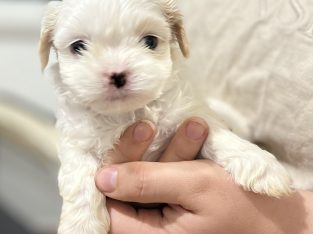 Maltese Shitzu puppies