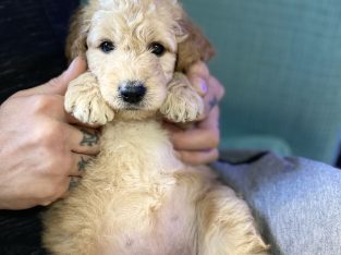 F2B Groodles for sale