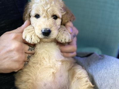 F2B Groodles for sale