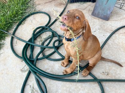 Beautiful 7 month old Hungarian Vizsla Female