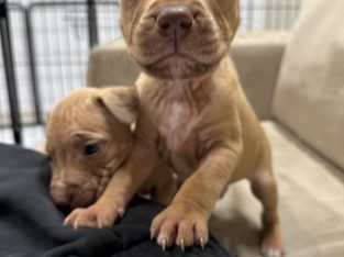 American staffy puppies