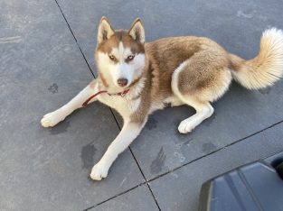 Siberian Husky