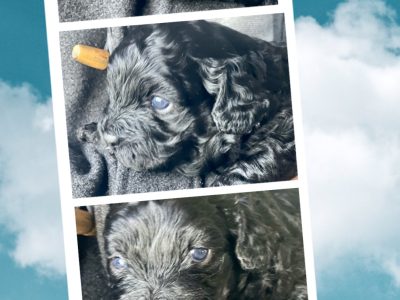 3 Puppies DOB 3/6/23 ready after 22/7/23