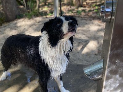 Border Collie: male, desexed, microchipped
