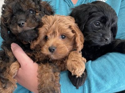 3 Gorgeous Male Cavoodle Puppies Ready Now