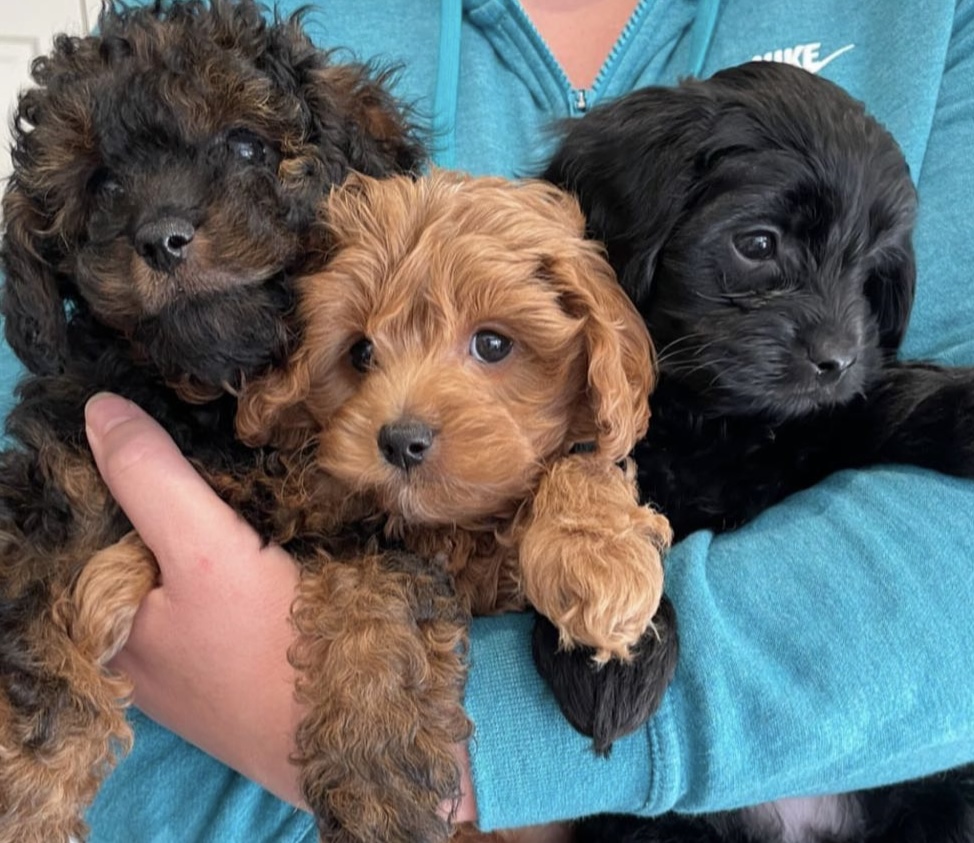 3 Gorgeous Male Cavoodle Puppies Ready Now