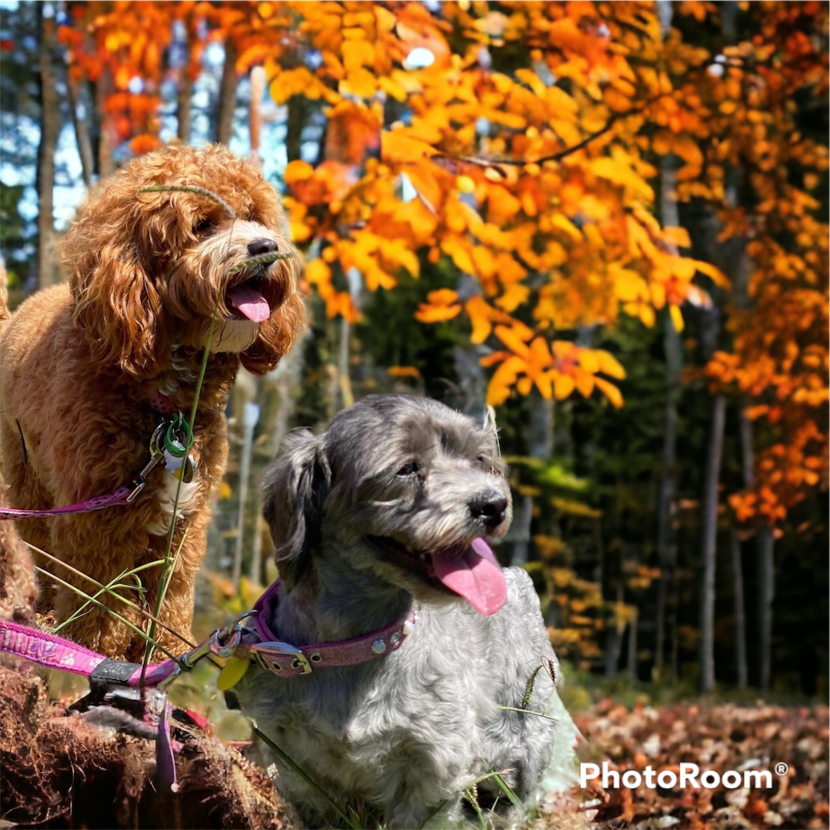 Cavoodle Shoodle Moodle