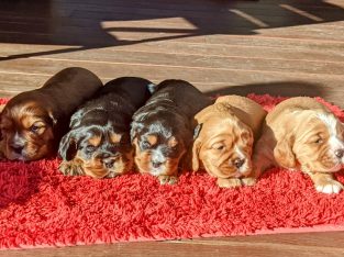 King Charles Cavalier Puppies!! Only Boy Brown/Rub