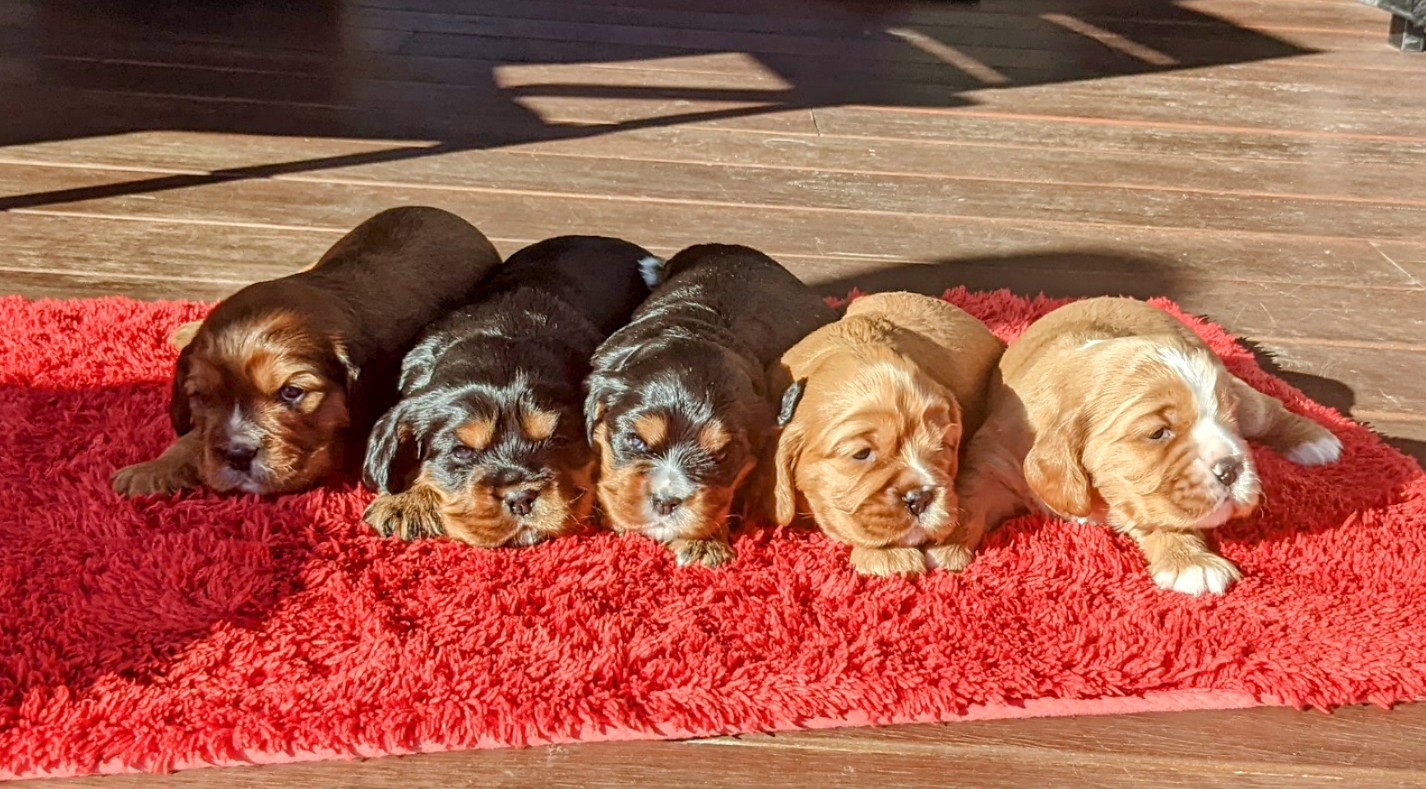 King Charles Cavalier Puppies!! Only Boy Brown/Rub