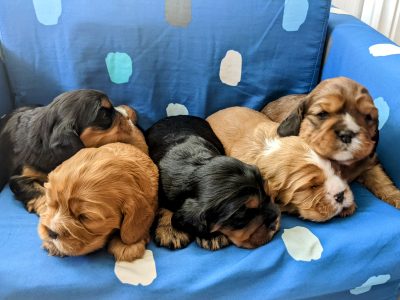 King Charles Cavalier Puppies!! Only Boy Brown/Rub